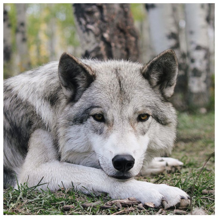 Yamnuska Wolfdog Sanctuary